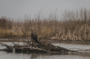 Орлан-белохвост (Haliaeetus albicilla)                    